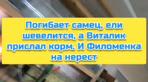 Погибает самец, ели шевелится, а Виталик прислал корм. И Филоменка на нерест