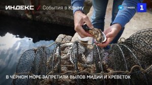 В Чёрном море запретили вылов мидий и креветок