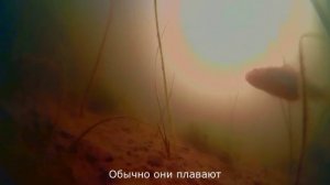 Что с рыбой