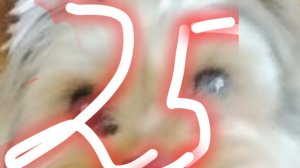 Стрим на 25 подписчиков