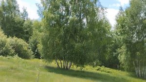 Берёзка!!!Ольга Савина!!!Татьяна Козловская!!!