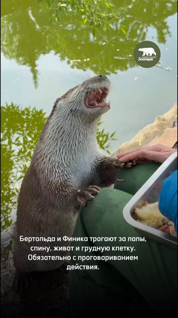 27 мая — Всемирный день выдры 🦦