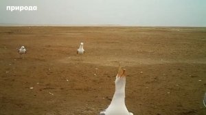 ЧАЙКА УГАРАЕТ. СМЕШНО