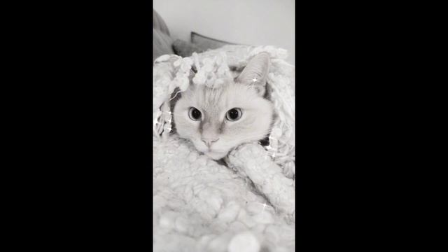 Мой котося смотреть онлайн