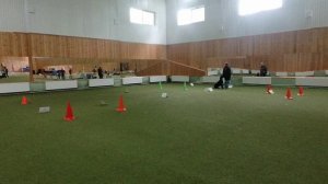 Ветераны (13 лет), Алла Чеснокова и Котя и «Кубок Панды 2026 по Ралли Обидиенс онлайн»