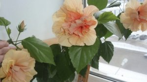 27-05-2026.Гибискус Double peach сажаю черенки.Глоксиния Шейла огромный куст..Фиалки радуют.