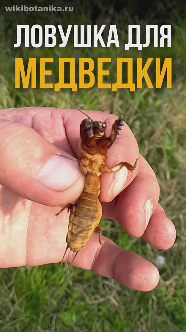 ЛОВУШКА для МЕДВЕДКИ