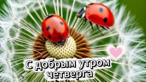 Пожелания с добрым утром четверга – музыкальная открытка с душевными словами