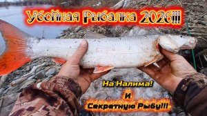 Трофейная Рыбалка! Весна 2026! На Секретную Рыбу и Налима!!!