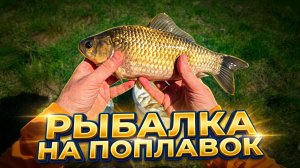 🎣 РЫБА ЗАШЛА! РЫБАЛКА НА ПОПЛАВОК! Спокойная рыбалка в тишине.