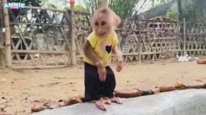 Жизнь маленькой чудесной обезьянки!3ч.🐒🙊🙉🦍🙈🐵