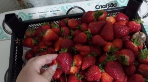 Купили клубнику. Будем пробовать первый раз в этом году