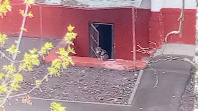 Красивая кошка у подвального выхода. VID_20260423_131926
