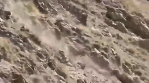 Медведь против горного козла. Поймать козла невозможно.