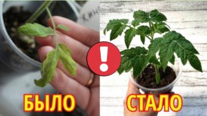 Из-за ЭТОЙ ошибки я теряла урожай. Томаты такого не прощают!