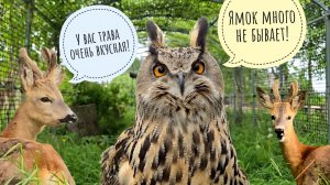 Опять встретили мечтательного козла косули. Сова Ёль слушает про Рептилиум. Новые ремувки с Кубиком!
