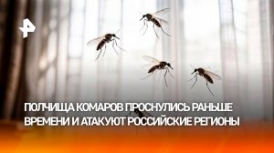 «Съели буквально за час»: туристы и дачники в ужасе от комариных вихрей