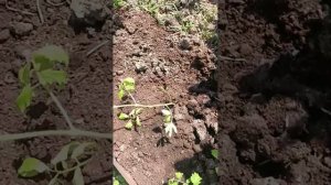 Вот и УРОЖАЙ ПОСПЕЛ 🍅 Обход территории 🌺
