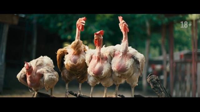 Курочка: Пух и прах смотреть онлайн