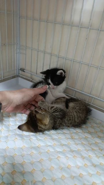 Вот таких малышей вынесли в коробке на улицу добрые люди...
Теперь они в #КотейняЗатейня
Срочно ищем