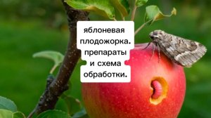 Обработка яблони от червей. яблоневая плодожорка.