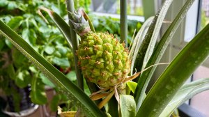 Плодоношение ананасовой пальмы,дегустация плода🍍Огород в квартире.