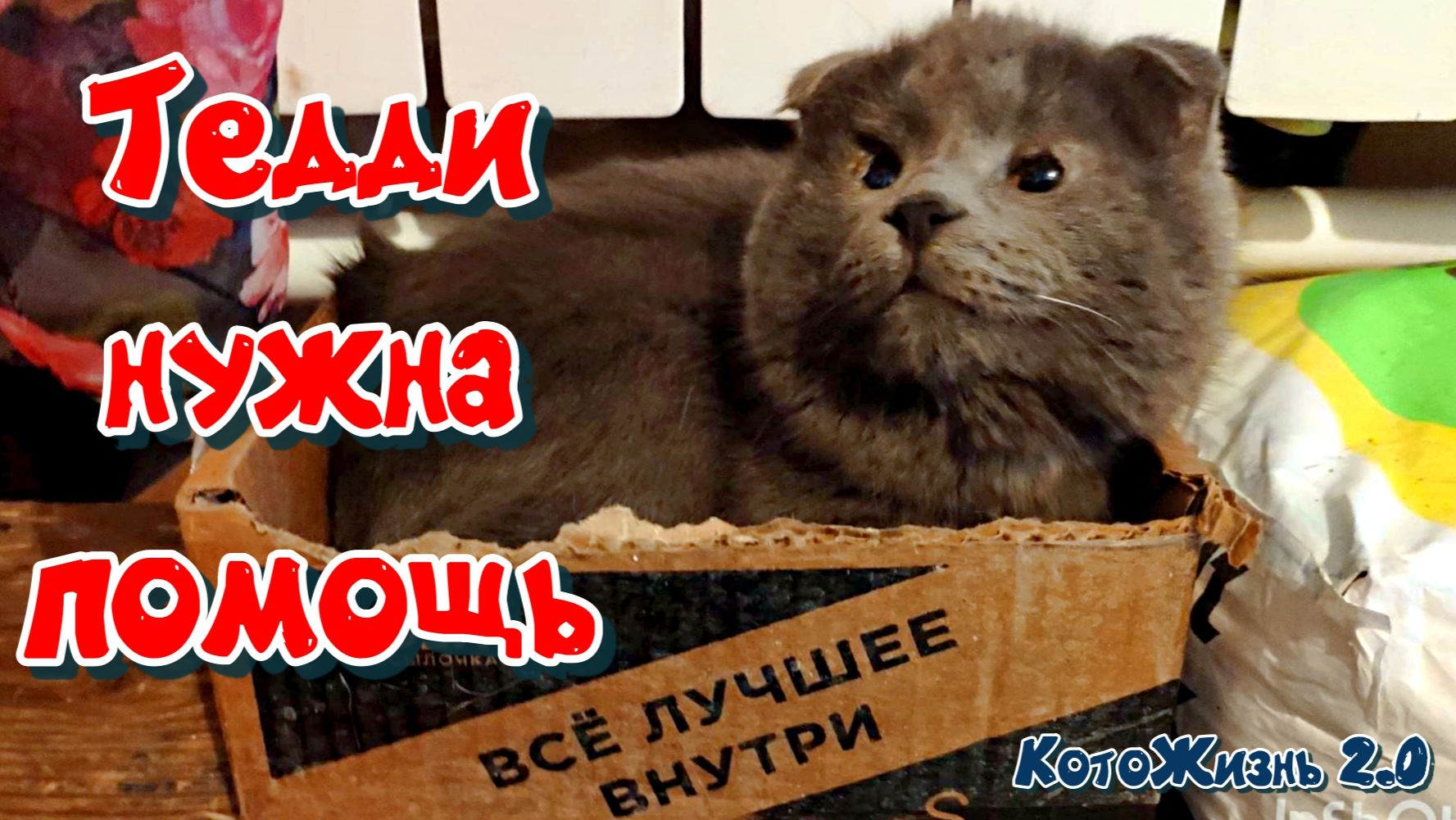 Грушата, ситуация Тедди, приглашаем на стрим, ищем белую кошку с Фаней и Тедди, встретили косуль
