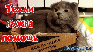 Грушата, ситуация Тедди, приглашаем на стрим, ищем белую кошку с Фаней и Тедди, встретили косуль