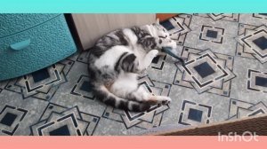 Архив//Игрушка для Яшки.//
