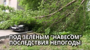 В Саратове на две машины упало дерево