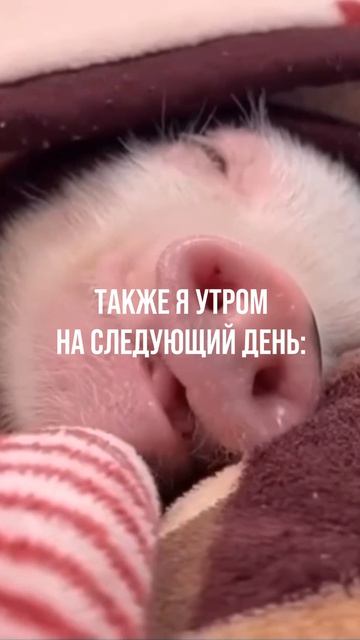 Клипы Slim