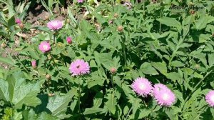 Прогулка по городу, красивая улица с цветами! 👍🌺