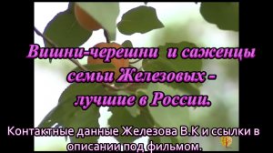 Вишни-черешни  и саженцы семьи Железовых - лучшие в России.