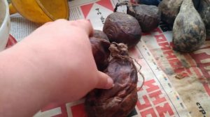Бобровая струя. Какого веса может достичь вес струи бобра