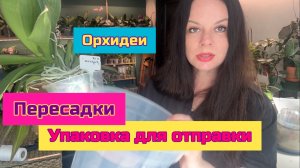 Упаковка орхидеи для отправки пересадки орхидеи фаленопсис