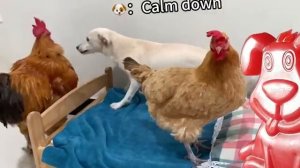 Котят_воспитывают_курица_заяц_утка_и_собака_Стасик_в_гостях_у_весёлых_животных_[get.gt][1]