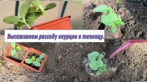 Высаживаем рассаду огурцов в теплицу. Метод посадки рассады огурцов в теплицу.