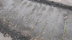 Всходы моркови 27 мая