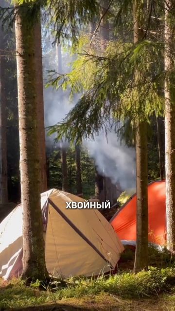 КУДА ПОЕХАТЬ, ЧТОБЫ НЕ СТРАДАТЬ ОТ АЛЛЕРГИИ?🤧