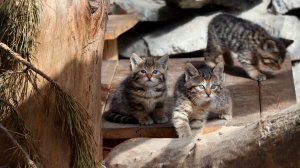 Европейские лесные котята вышли на прогулку.