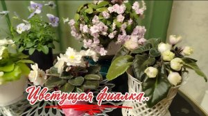 Обзор по цветущим фиалкам.