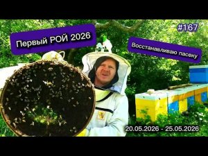Восстановление пасеки. Первый РОЙ 2026 года.