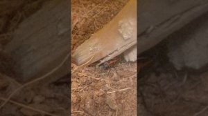 у меня родились маленькие солдатики
