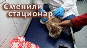 Наблюдаем за котом, спасаем других