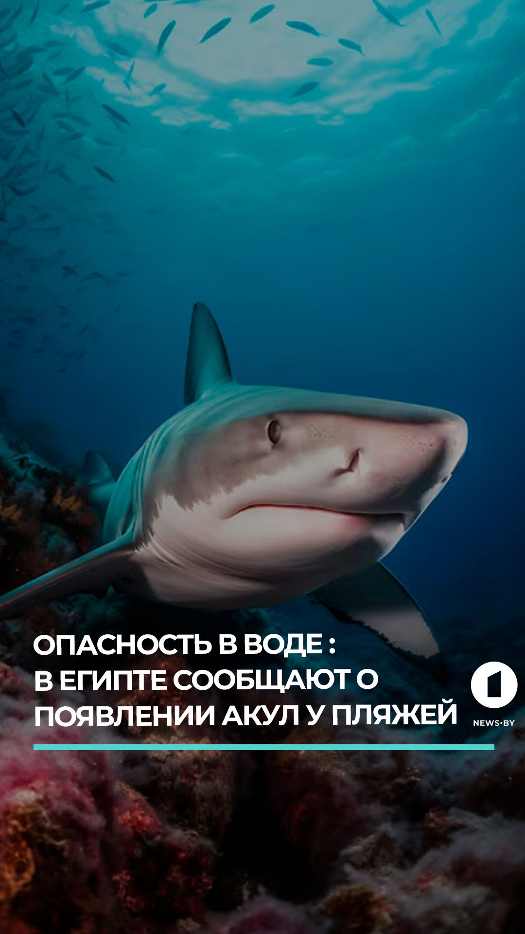 В Египте сообщают о появлении акул у пляжей