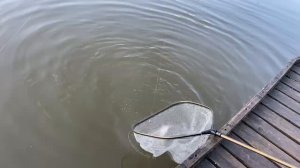 Карпуша