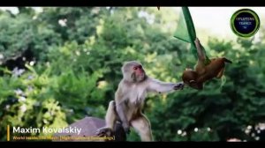 Max Kovalskiy - World Inside The Music .mp4