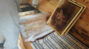 Деление пчелосемьи в 48-рамочном улье-гиганте 🐝 Большое пчеловодство | Рутуб