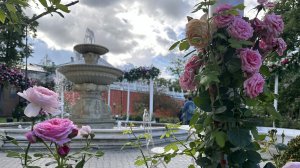 Прогулка по Москве. Сад Эрмитаж. Фонтаны. Калейдоскоп цветов. Одуванчик мира и добра.