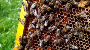 Пчёлы.Получить весенний-майский мёд,после трудного апреля.17%.